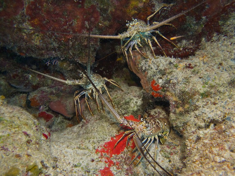IMG_3185 Spiny Lobsters.jpg
